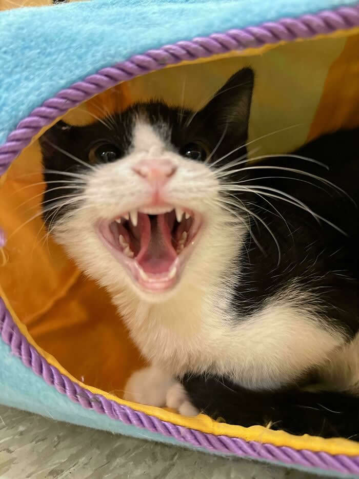 A black-and-white kitten sits inside a colorful cat tunnel with its mouth wide open, appearing to loudly meow or scream at the camera.