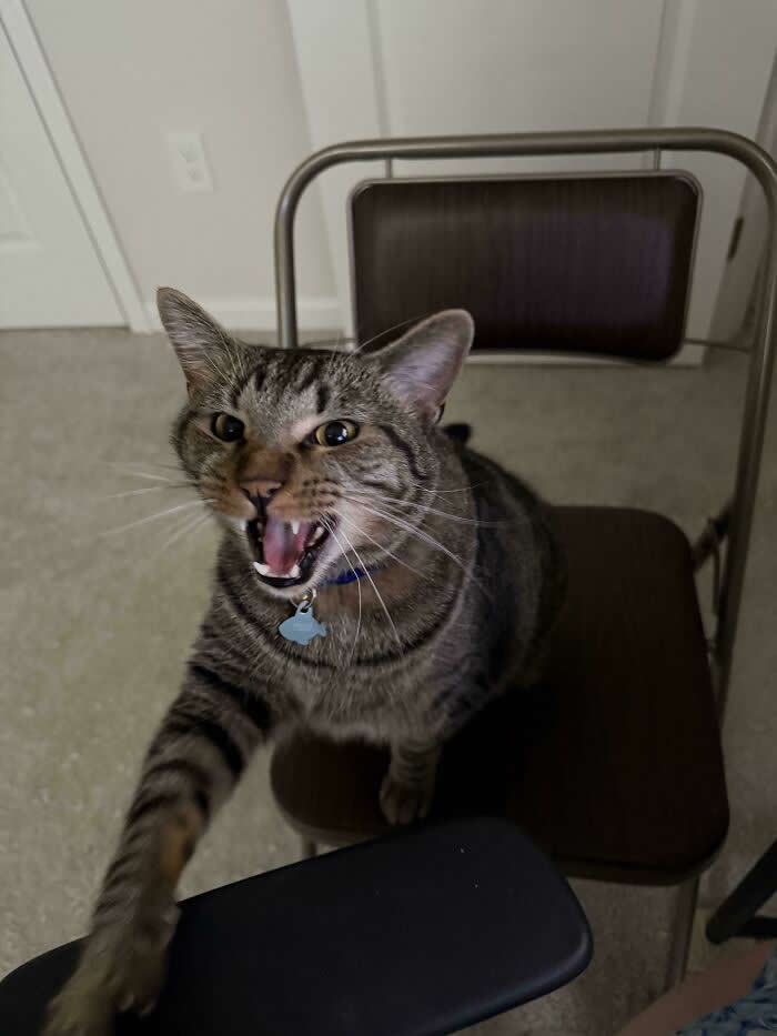A striped tabby cat wearing a blue collar sits on a folding chair with one paw raised and its mouth open as if loudly meowing indoors.