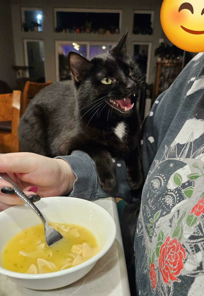 A black cat with its mouth open appears to loudly meow at a person holding a bowl of soup while standing beside them at a kitchen counter.