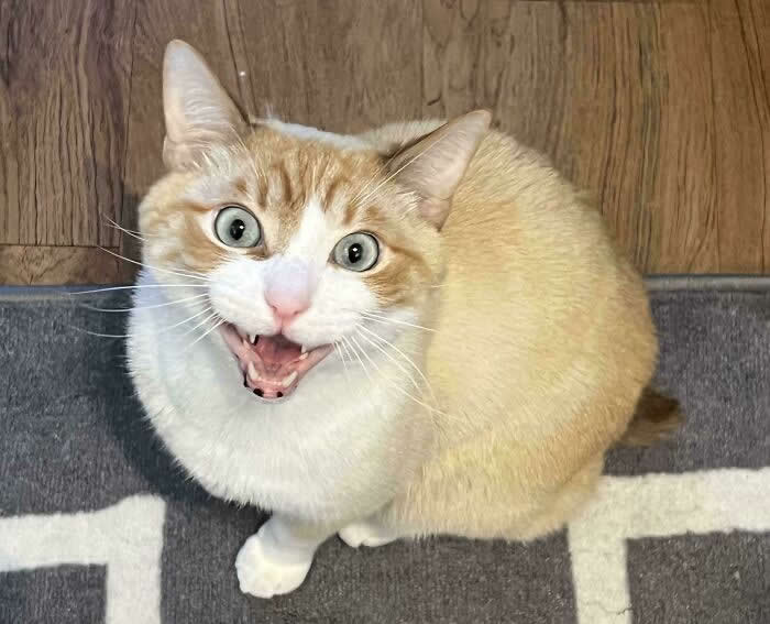 A cream-and-white cat sits on a rug looking up with wide eyes and its mouth open, appearing to loudly meow at the camera.