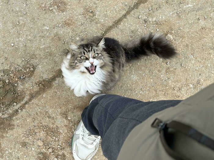 A fluffy gray-and-white cat stands outdoors near a person’s leg with its mouth open, appearing to loudly meow while looking upward.