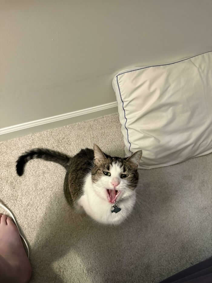 A white-and-tabby cat wearing a collar stands on a carpet looking upward with its mouth wide open, appearing to loudly meow indoors.