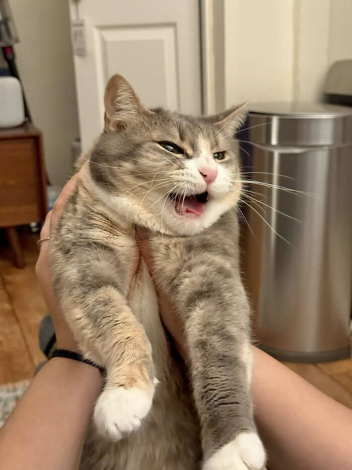 A fluffy gray-and-white cat is being held up by a person while making a grumpy expression with its mouth open as if complaining loudly indoors.