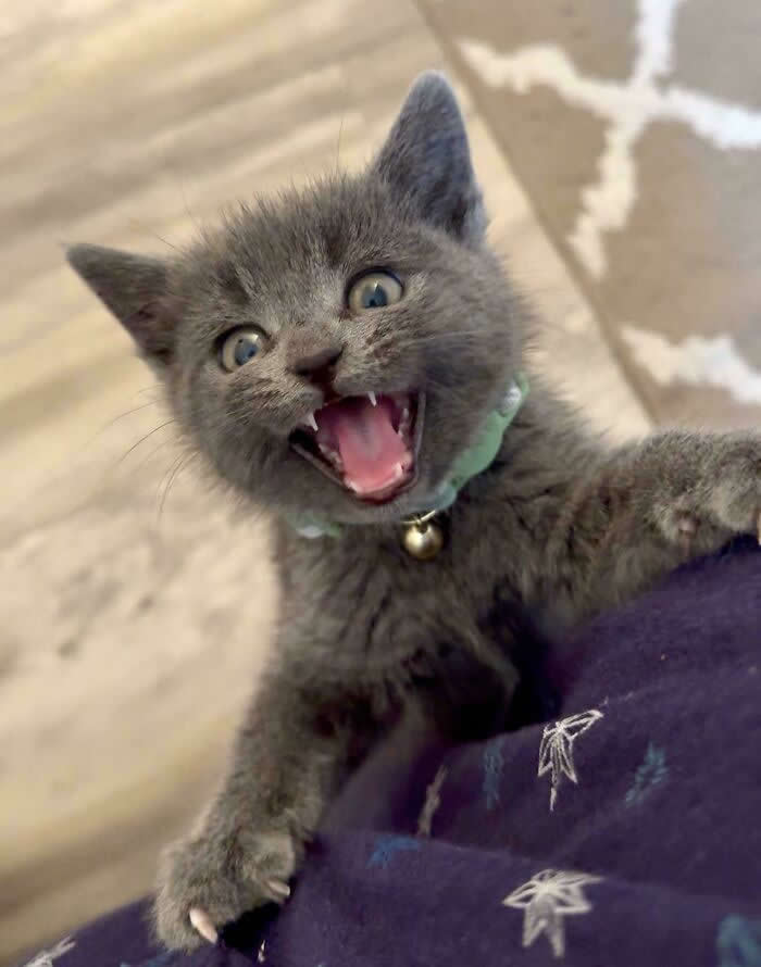 A tiny gray kitten with bright eyes and a small bell collar clings to someone’s clothing while loudly meowing with its mouth wide open.