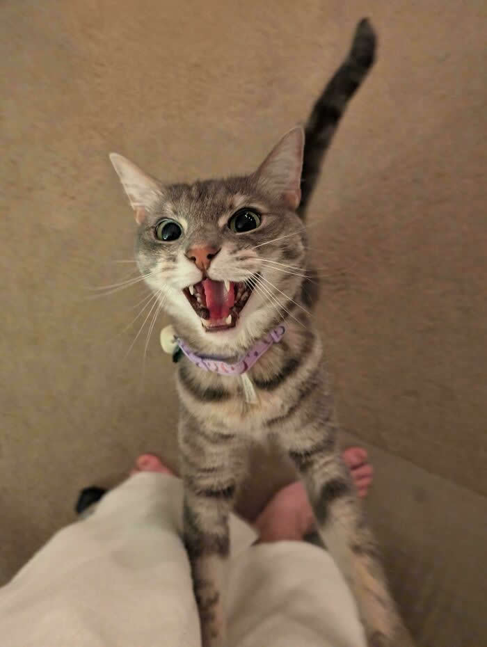 A gray striped cat wearing a purple collar stands on its hind legs with its mouth wide open, appearing to loudly meow at a person indoors.