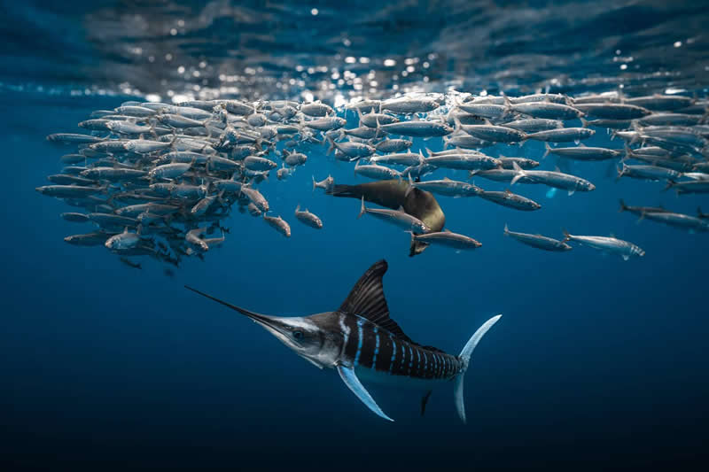 Underwater - 2nd Place: Marlin and Sea Lions Hunting Sardines by Lissandra Sharllen Amezcua Lepe, Mexico - 35 Photography Awards