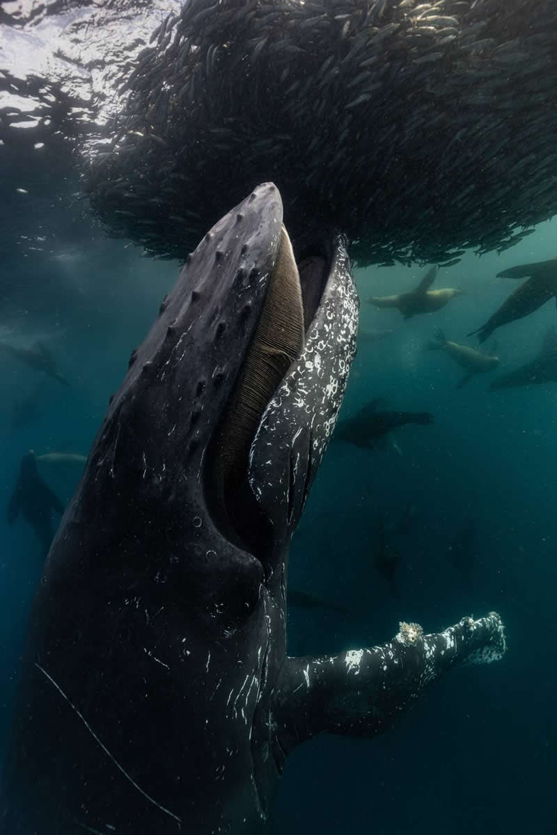 Underwater - 3rd Place: Photo by Camilo Diaz, Colombia - 35 Photography Awards