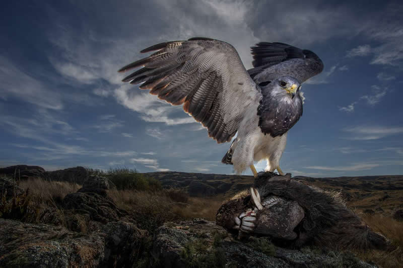 Wildlife - 1st Place: Águila predadora by Sergio Emmanuel Comisso, Argentina - 35 Photography Awards