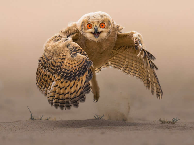 Wildlife - 2nd Place: Photo by Ahmed Sobhi, Egypt - 35 Photography Awards