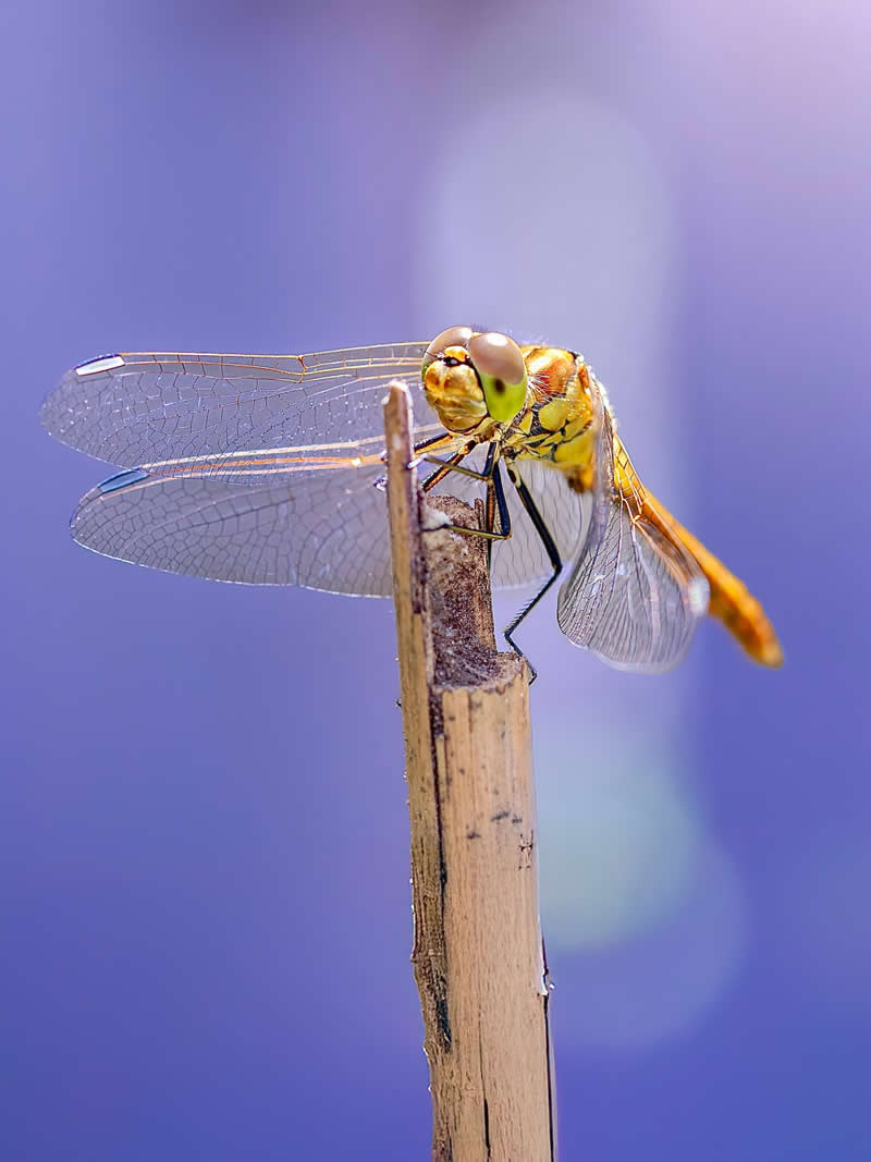 A detailed macro photograph of a golden dragonfly perched on a dried stem, showcasing its transparent wings against a dreamy soft purple and blue bokeh background.