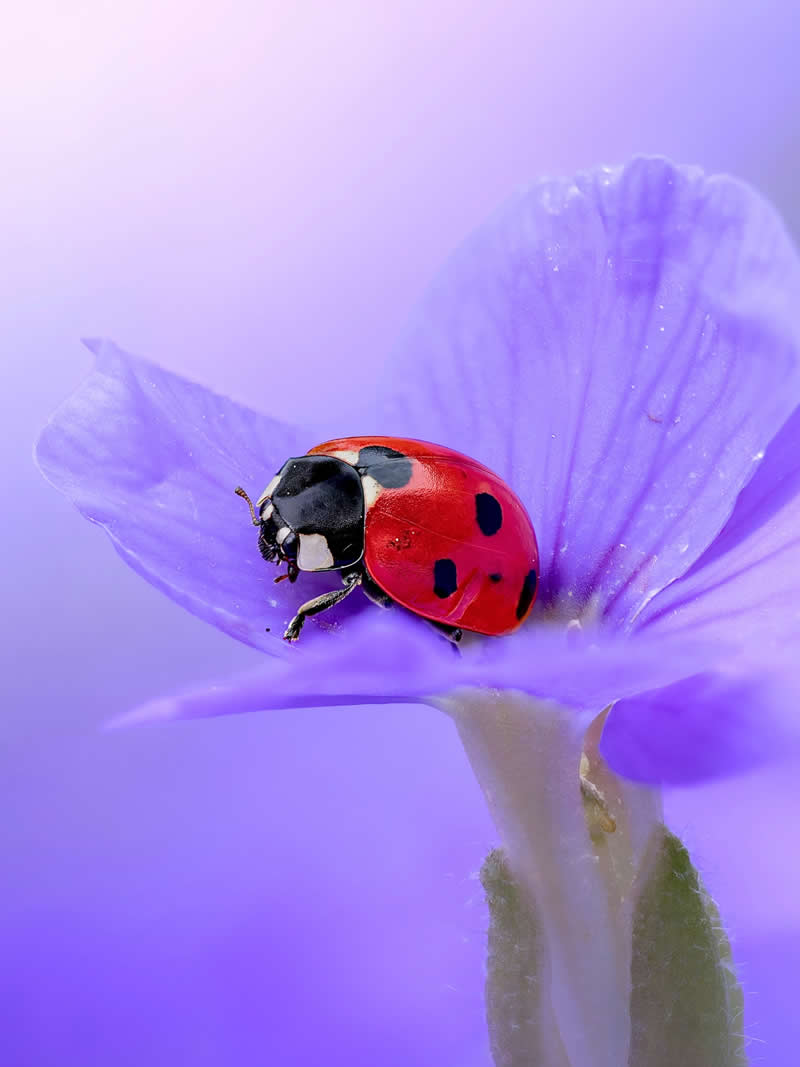 A dreamy macro photograph of a vibrant red ladybug resting on delicate purple flower petals, surrounded by soft lavender bokeh and glowing pastel light.