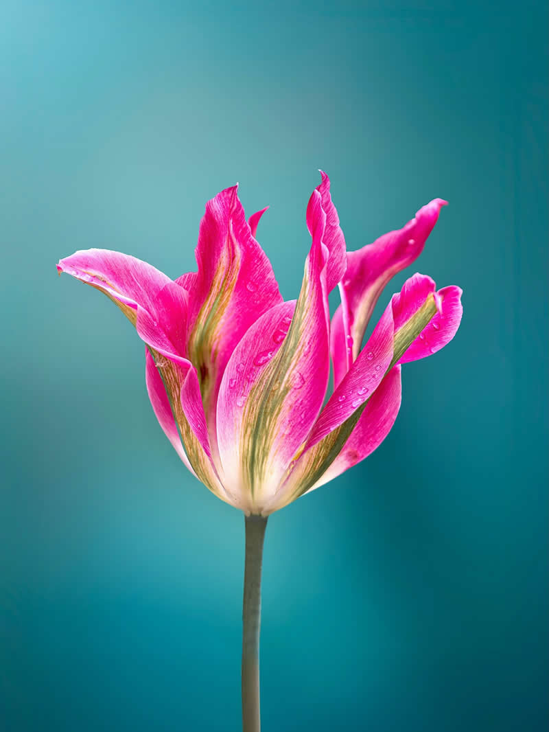A vibrant macro photograph of a pink parrot tulip with curled petals and delicate water droplets, standing gracefully against a dreamy teal-green blurred background.
