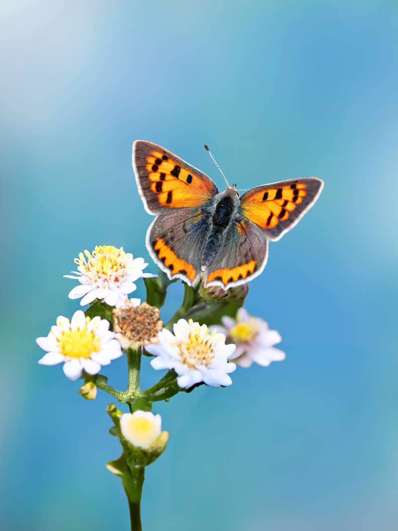 A vivid macro photograph of an orange and black butterfly perched on tiny white wildflowers, glowing against a dreamy sky-blue background with soft natural bokeh.