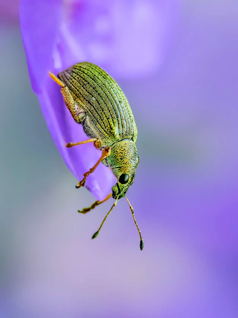 A detailed macro photograph of a shimmering green beetle climbing along a delicate purple flower petal, surrounded by soft lavender bokeh and dreamy pastel tones.