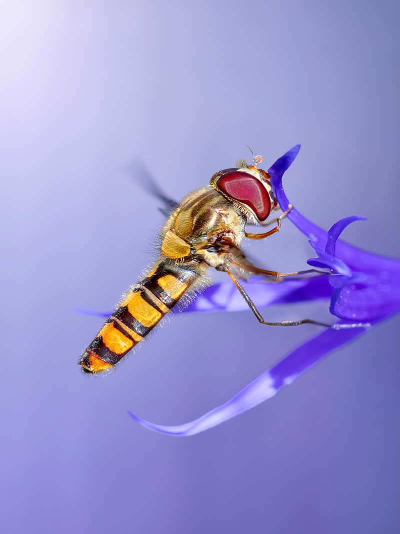 A vivid macro photograph of a striped hoverfly with bright red eyes feeding from delicate purple flowers, captured against a soft lavender background with dreamy bokeh.
