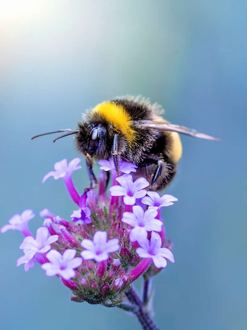 A dreamy macro photograph of a fuzzy black and yellow bumblebee feeding on tiny purple flowers, set against a soft blue pastel background with delicate bokeh and gentle natural light.