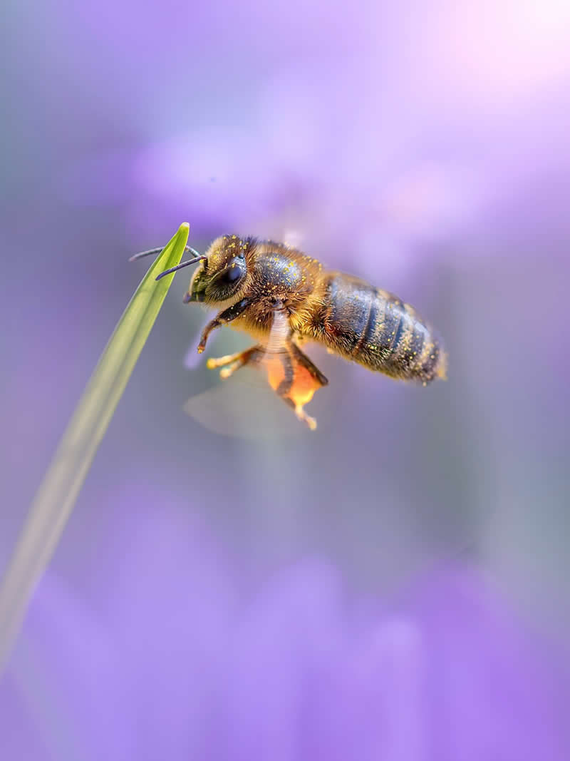 A dreamy macro photograph of a tiny bee hovering beside a slender green blade, surrounded by soft lavender bokeh and glowing pastel tones that create an ethereal atmosphere.