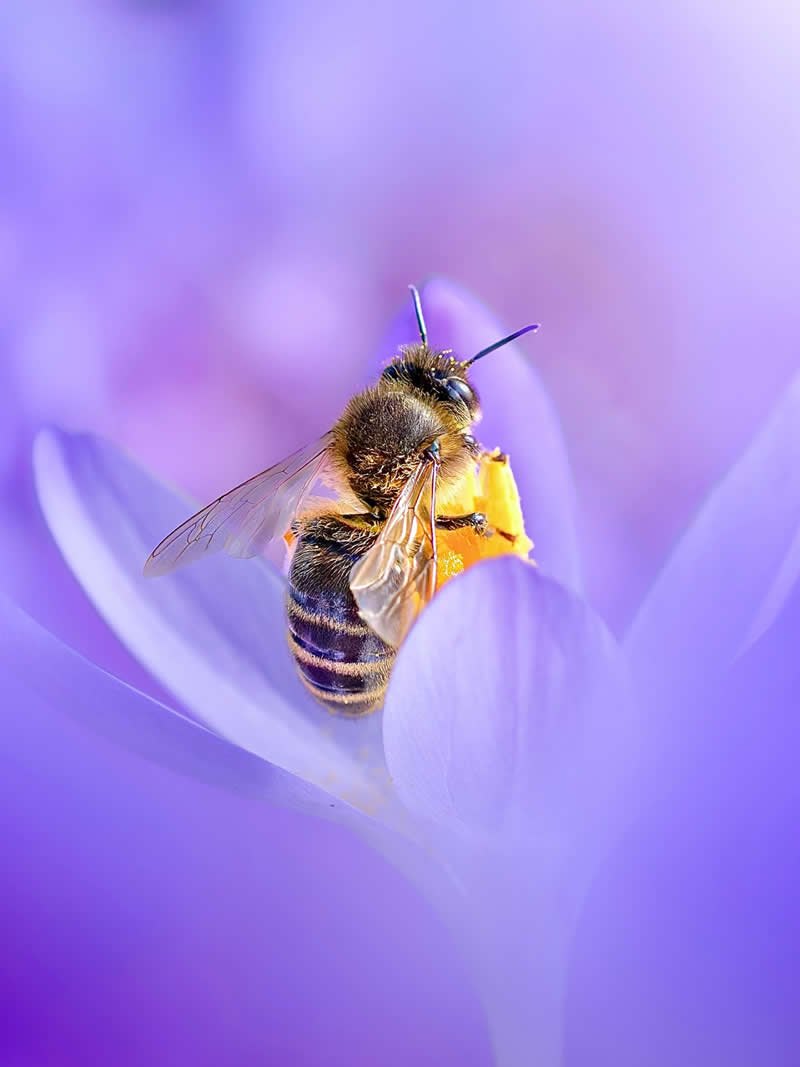 A dreamy macro photograph of a honeybee gathering pollen inside a delicate purple crocus flower, surrounded by soft lavender petals and glowing pastel bokeh.