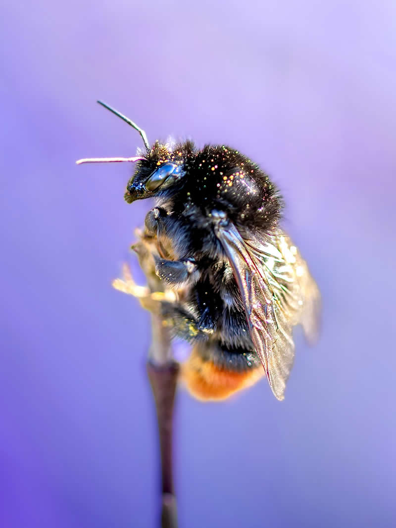 A luminous macro photograph of a fuzzy black bee covered in sparkling pollen, perched delicately on a thin stem against a dreamy lavender pastel background with soft glowing bokeh.