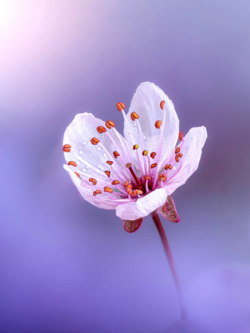 A delicate macro photograph of a soft pink blossom covered with tiny dew drops, featuring glowing orange stamens against a dreamy lavender and pastel purple blurred background.