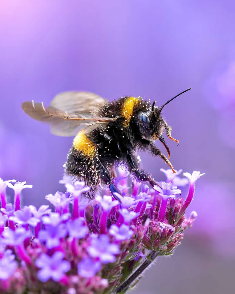 A detailed macro photograph of a fuzzy black and yellow bumblebee covered in pollen while resting on vibrant purple flowers, surrounded by a soft lavender background with dreamy bokeh.