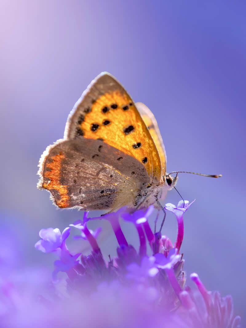 A delicate macro photograph of an orange and brown butterfly perched on tiny purple flowers, surrounded by soft lavender bokeh and dreamy pastel light.