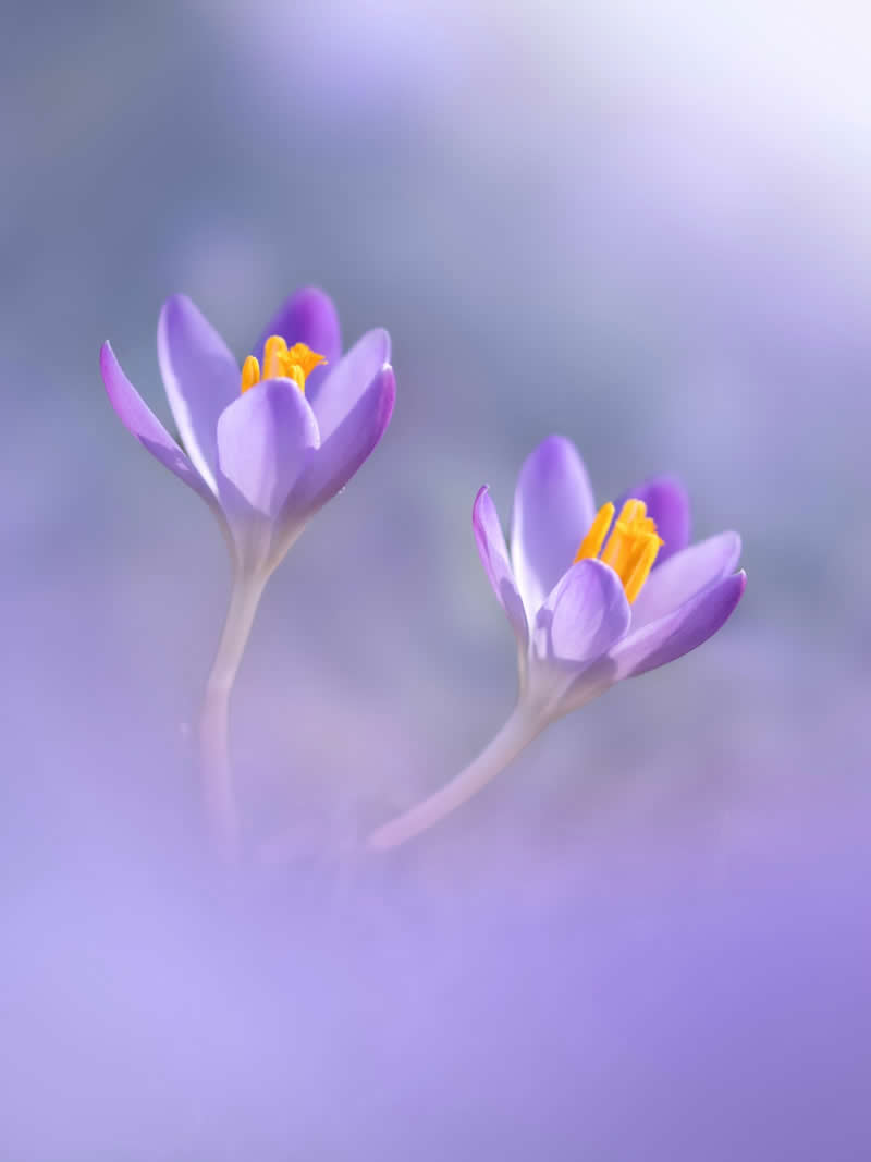 A dreamy macro photograph of two delicate purple crocus flowers with glowing golden stamens, surrounded by soft pastel lavender bokeh and an ethereal blurred background.