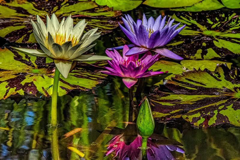 Gurushots Tell a Story Winners Photo Challenge