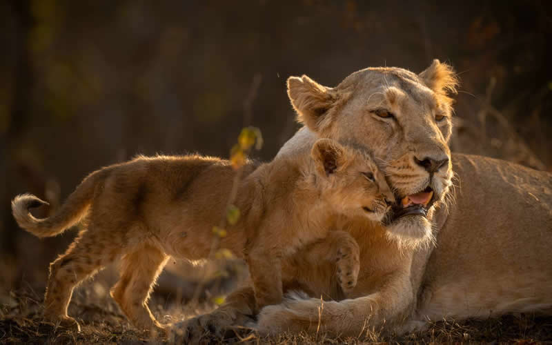 Lioness affectionately cuddling her cub in warm golden light while resting together in the wild.