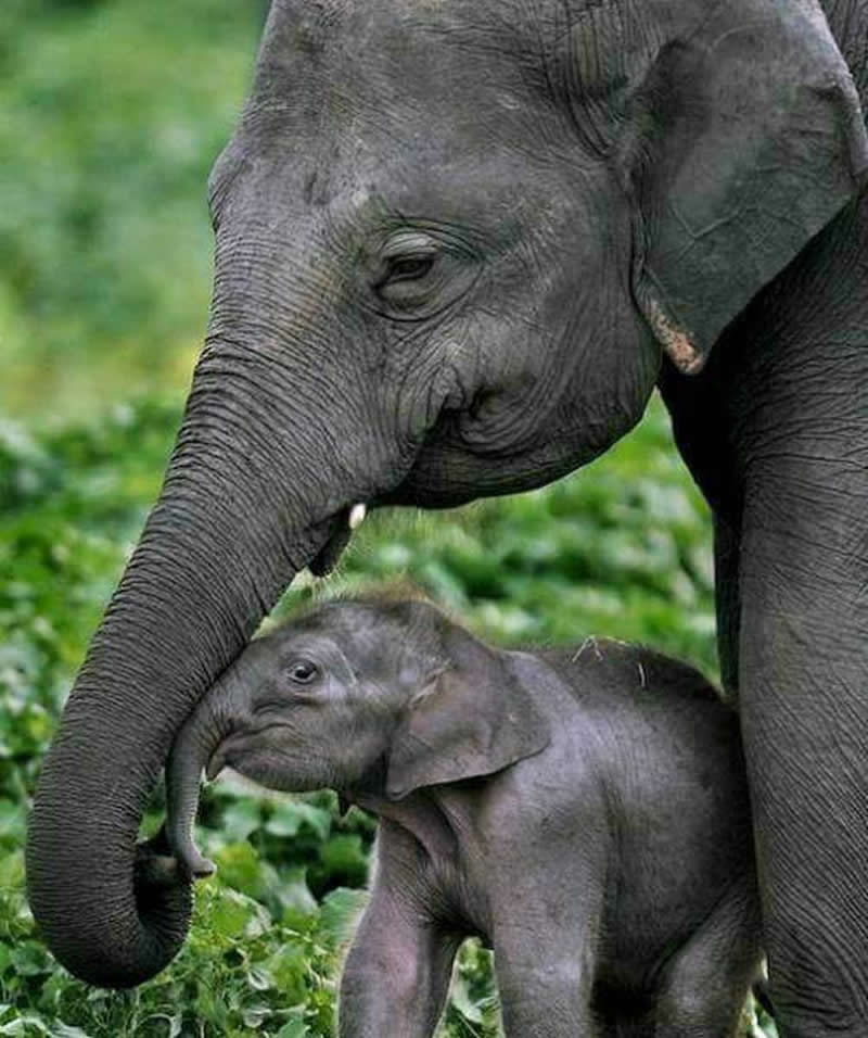 Mother elephant gently touching and protecting her baby calf with her trunk in a green natural setting.