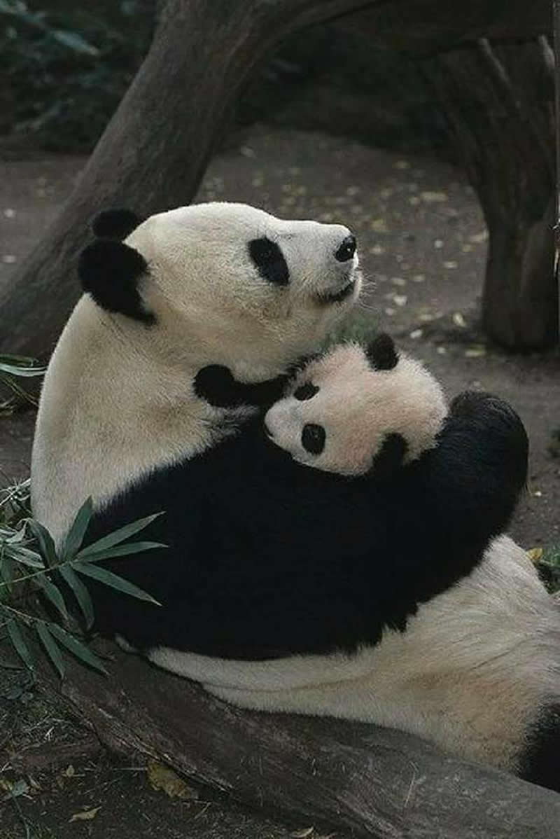 Mother panda gently hugging and cuddling her baby panda while resting together outdoors.