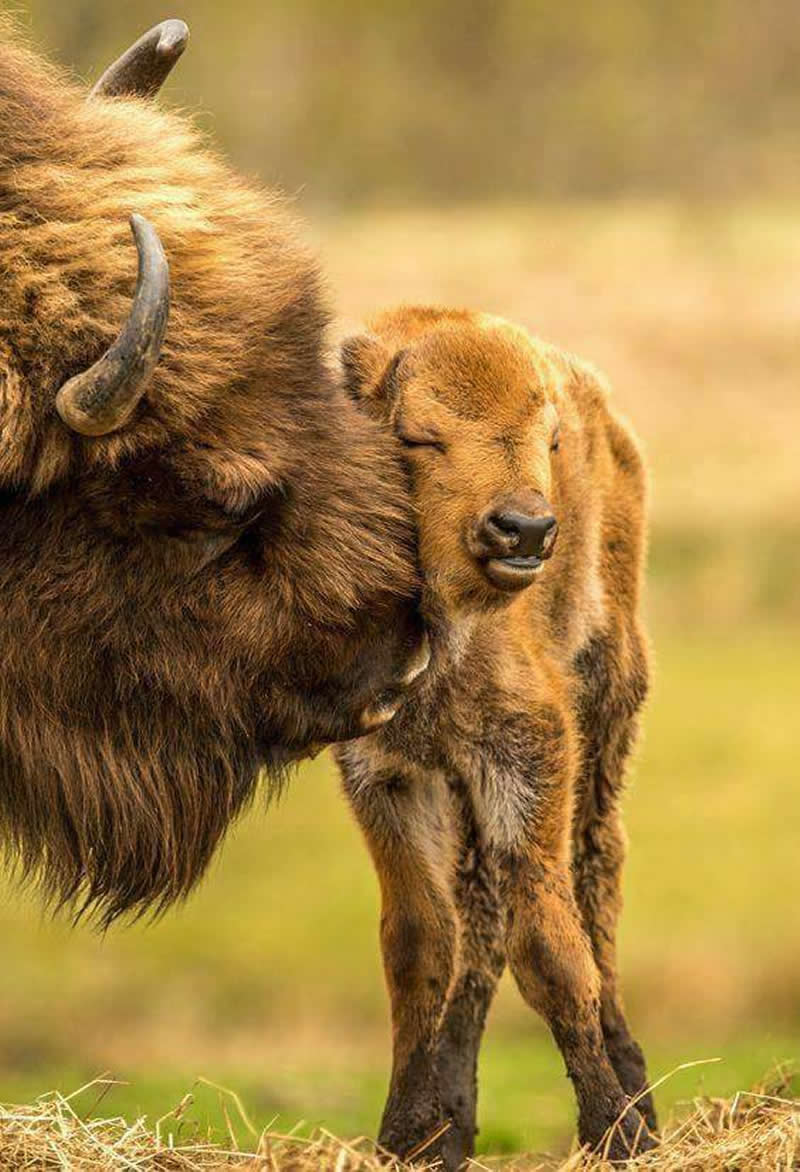 Baby bison calf standing closely beside its mother in a grassy field, showing affection and protection.