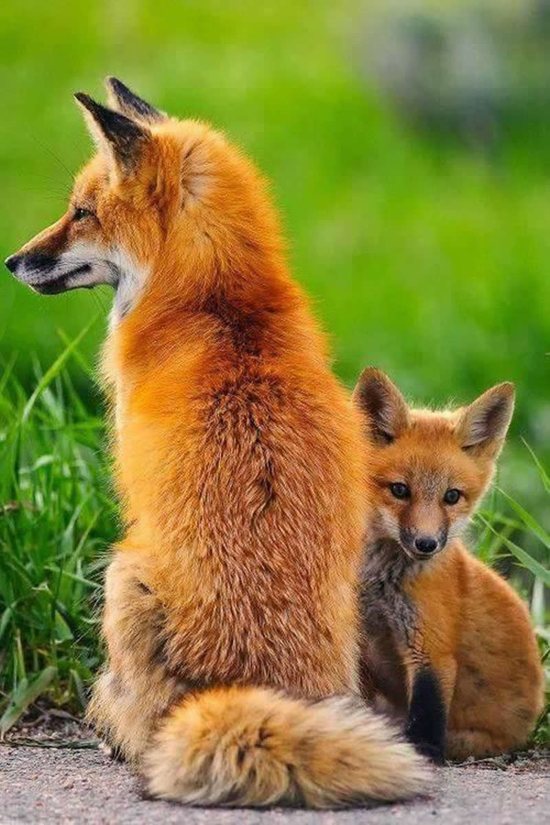 Fox cub sitting closely beside its mother in green grass, showing love, trust, and protection in the wild.