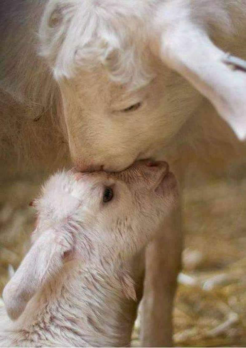 Mother sheep affectionately touching noses with her baby lamb in a warm and tender moment.