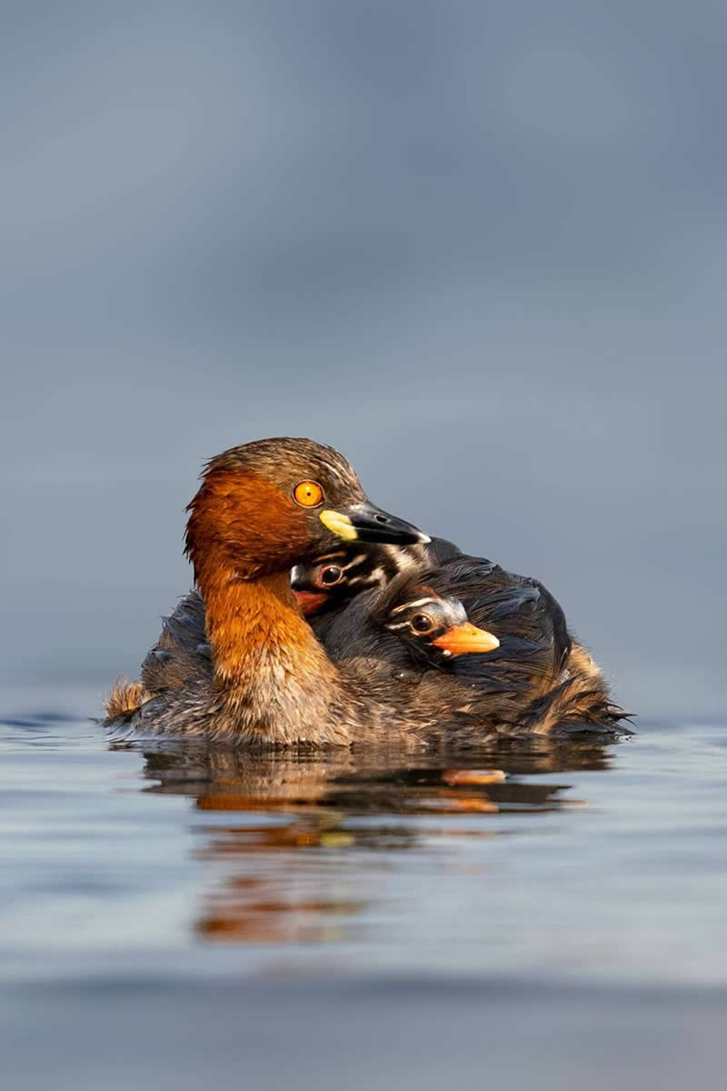 Mother water bird carrying and protecting her babies beneath her feathers while floating on calm water.