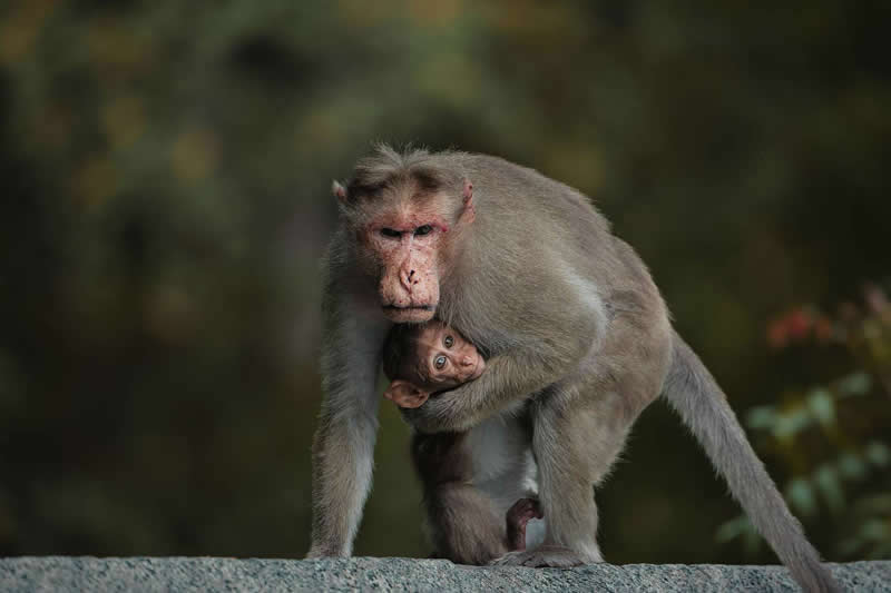 Mother monkey carrying and protecting her baby closely while walking outdoors in a natural setting.