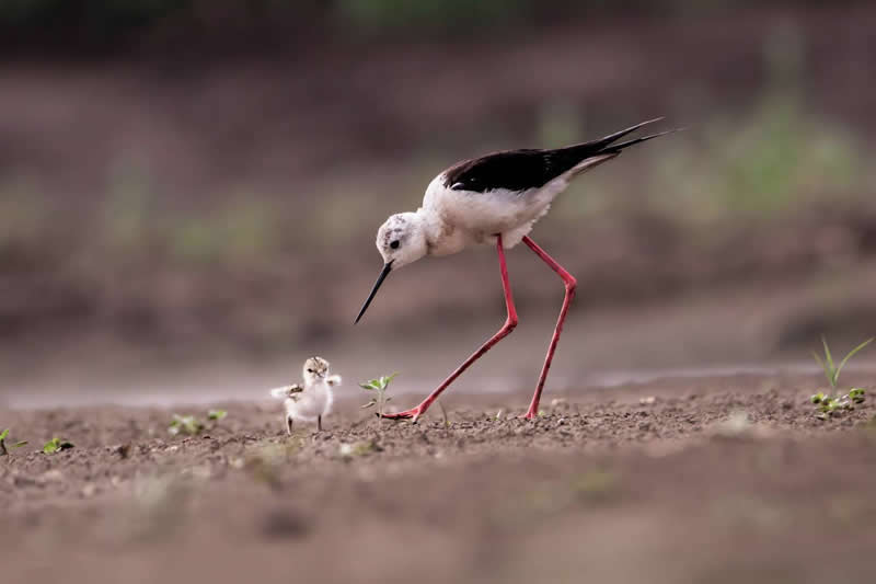 Mother bird carefully guiding and watching over her tiny chicks while walking across open ground.