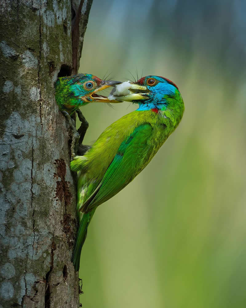 Mother bird feeding her baby inside a tree nest cavity while perched on the trunk in a forest setting.