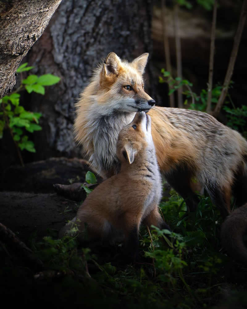 Fox cub affectionately touching its mother while standing together in a forest surrounded by trees and greenery.