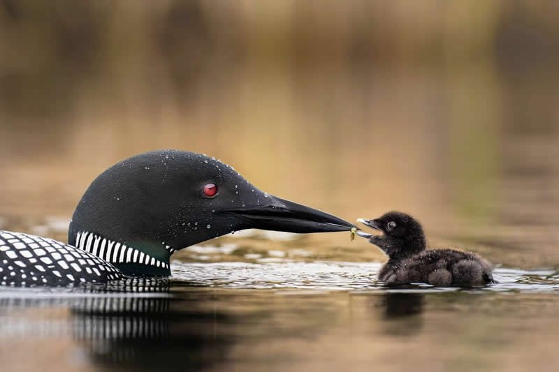 Mother loon bird gently feeding her baby chick while floating together on calm water.