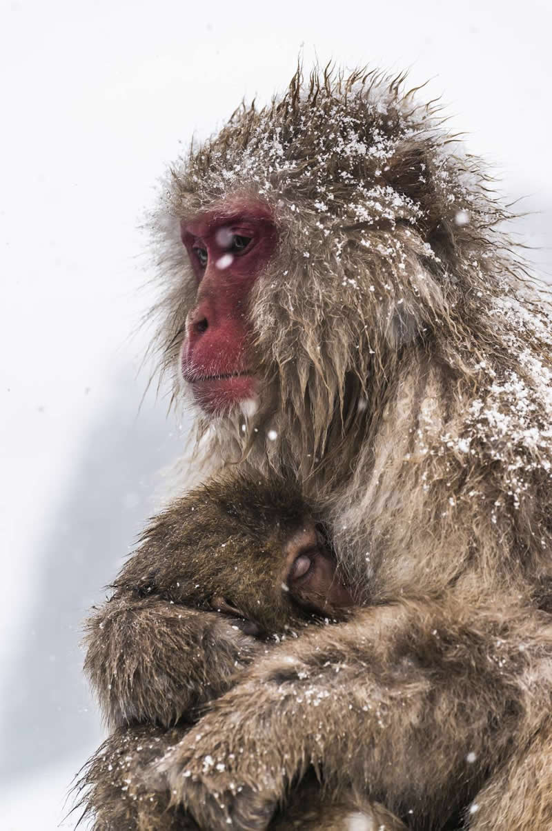 Mother snow monkey cuddling and protecting her baby closely during snowfall in a cold winter setting.