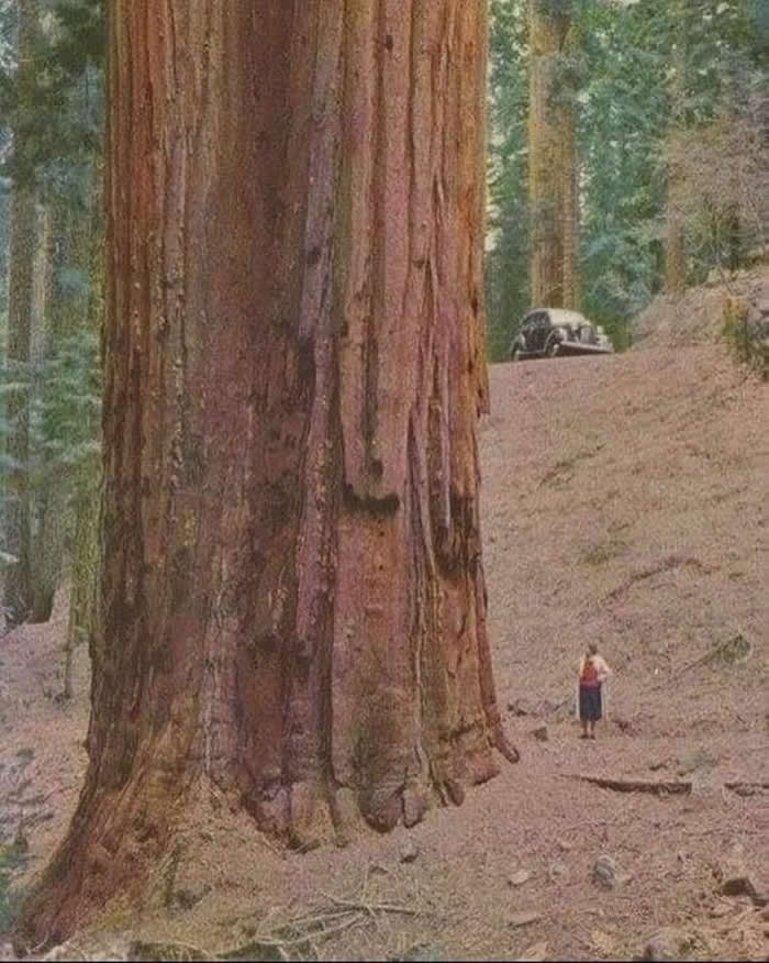 History Reimagined: 33 Rare Color Photos That Bring the Past Back to Life 48 A woman in the 1950s standing next to a Redwood tree