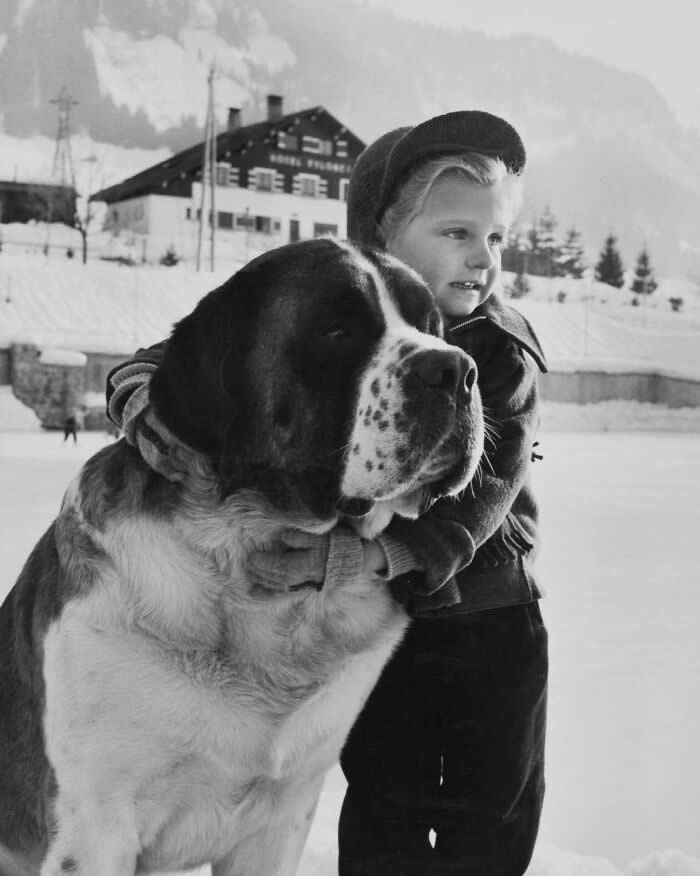 Child With A Saint Bernard Dog, Megève, 1954 - Photo By Janine Niepce - Vintage Photos of Children