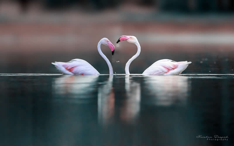 Artistic Bird Photography by Krishna Deepak