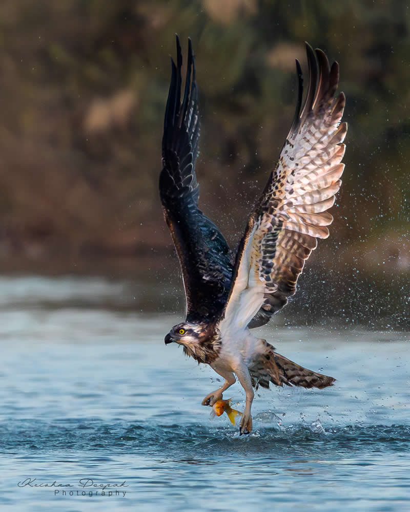 Artistic Bird Photography by Krishna Deepak