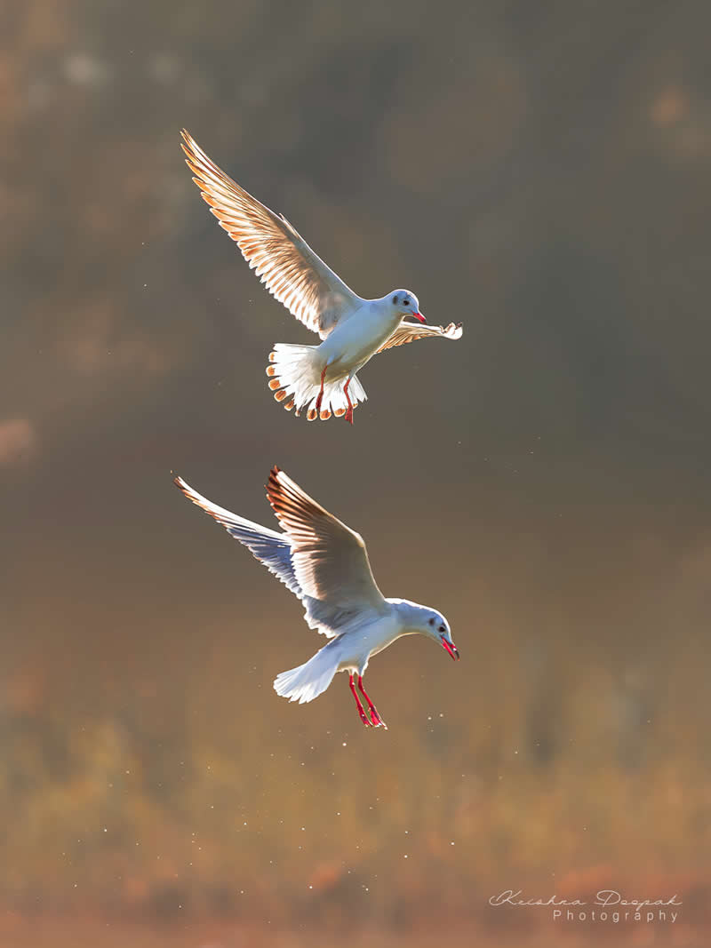 Artistic Bird Photography by Krishna Deepak