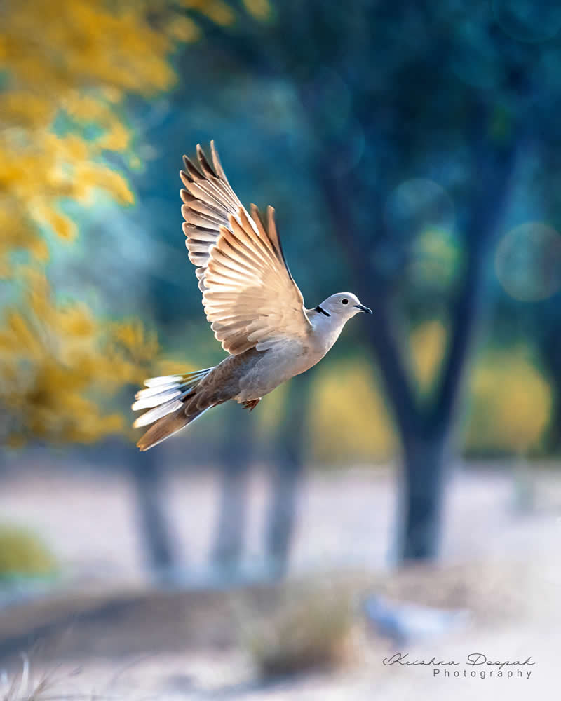 Artistic Bird Photography by Krishna Deepak