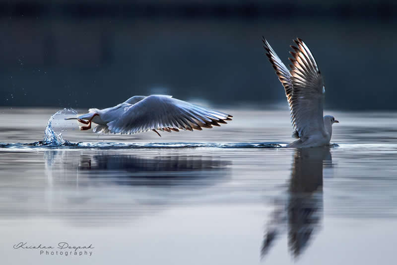 Artistic Bird Photography by Krishna Deepak