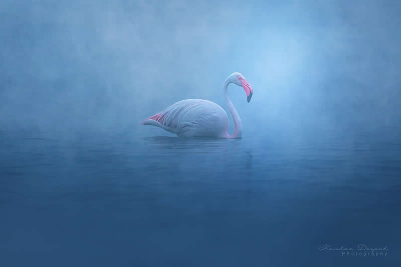 Artistic Bird Photography by Krishna Deepak