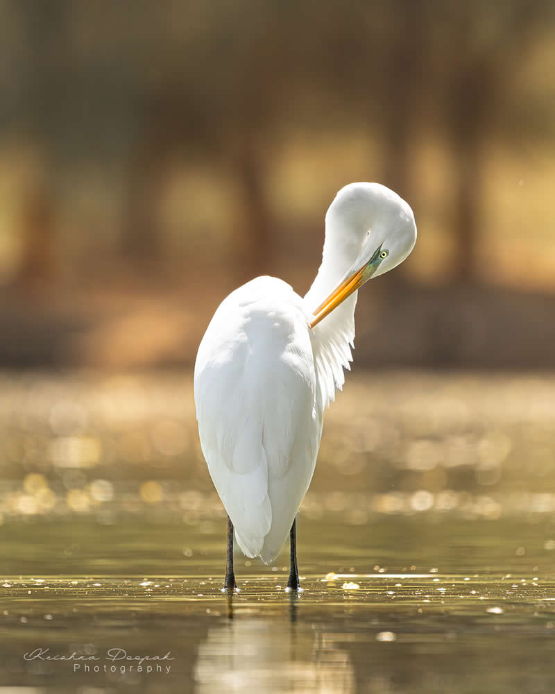 Artistic Bird Photography by Krishna Deepak